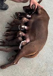 Cuccioli american pitbull terrier