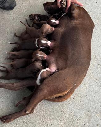 Cuccioli american pitbull terrier
