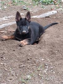 cuccioli pastore tedesco 