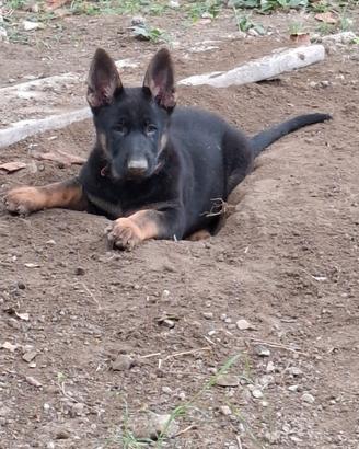 cuccioli pastore tedesco 