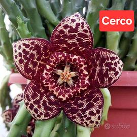 stapelia variegata