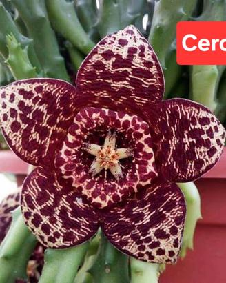 stapelia variegata