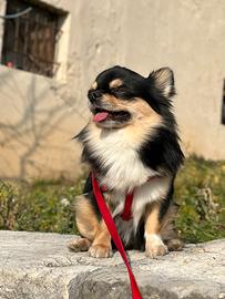 Chihuahua maschio