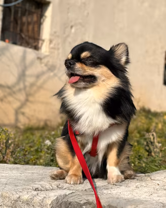 Chihuahua maschio
