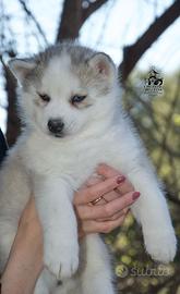 Siberian Husky cucciolo linea russa pedigree Enci
