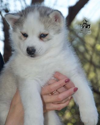 Siberian Husky cucciolo linea russa pedigree Enci