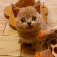 Cuccioli di British Shorthair alta genealogia