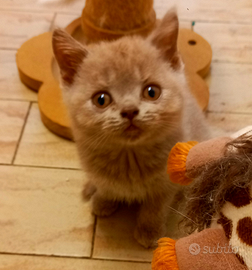 Cuccioli di British Shorthair alta genealogia