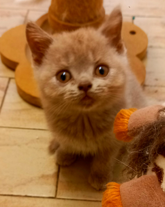 Cuccioli di British Shorthair alta genealogia