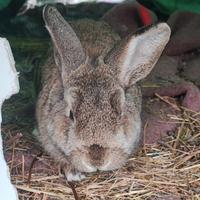 Conigli nani e nani testa di leone