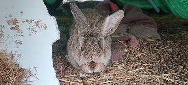 Conigli nani e nani testa di leone