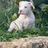 Pitbull