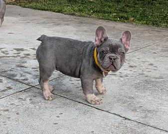 Bulldog francese lilac tan