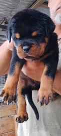 Cuccioli rottweiler pedigree