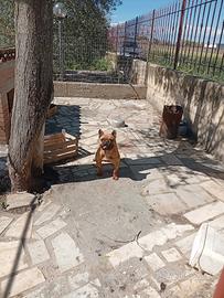 Dog francese