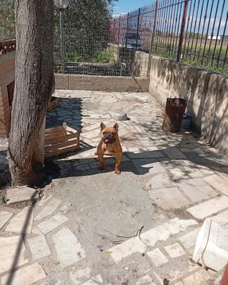 Dog francese