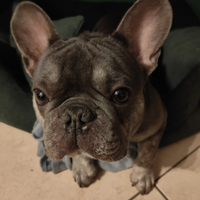 Bulldog francese per monta