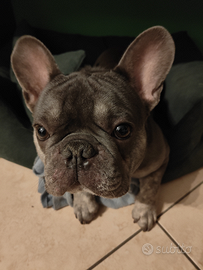 Bulldog francese per monta
