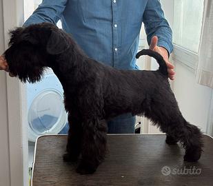 Schnauzer nano nero