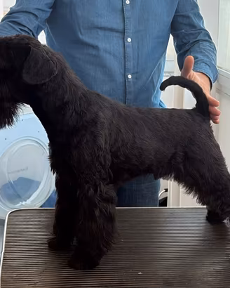 Schnauzer nano nero