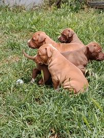 Cuccioli Pitbull UKC