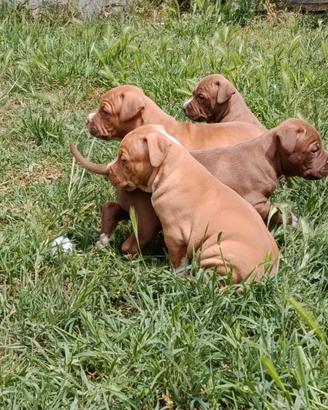 Cuccioli Pitbull UKC