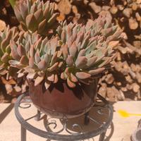 Echeveria - pianta grassa in vaso 