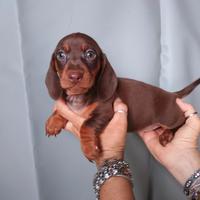 Cuccioli di bassotto nano cioccolato