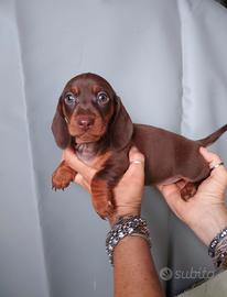 Cuccioli di bassotto nano cioccolato