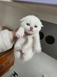 Scottish fold