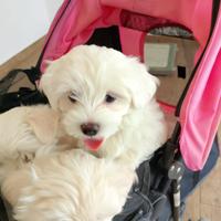 Cuccioli di Maltese