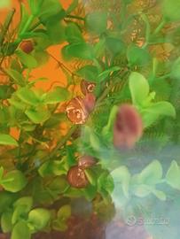 Lumache e accessori acquario