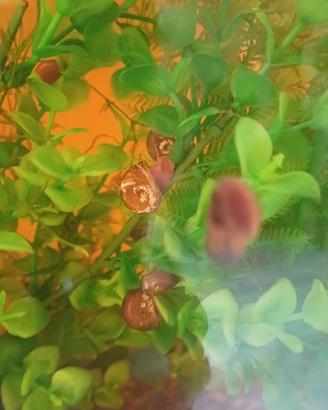 50 Lumache e accessori acquario