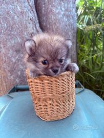 Spitz piccolissimo