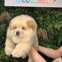Cucciola di chow chow femmina