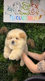 Cucciola di chow chow femmina
