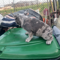 Bulldog francese merle