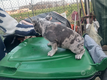 Bulldog francese merle