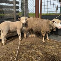 Agnello Ile de France