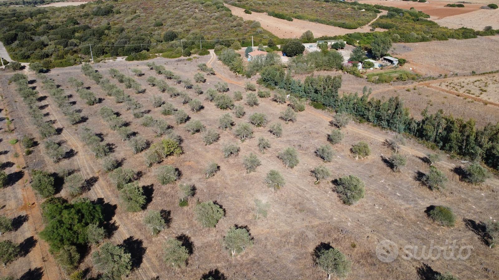Terreno agricolo con uliveto - agro di sassari - Vista 2