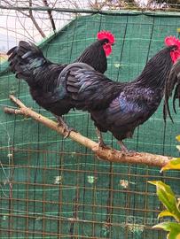 Galli di razza australorp
