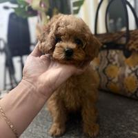 Barboncina toy albicocca