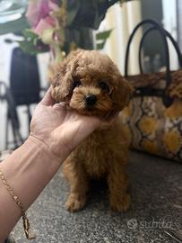 Barboncina toy albicocca