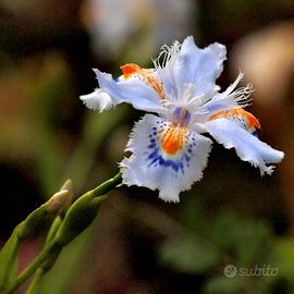 Iris Japonica (Iris Frangiata).4 rizomi. 
