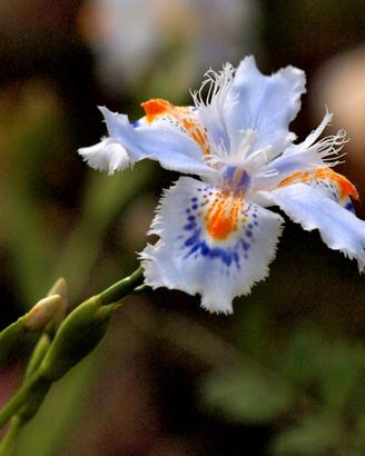Iris Japonica (Iris Frangiata).4 rizomi. 