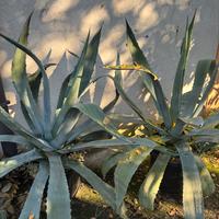 Piante grasse Agavi
