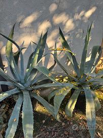 Piante grasse Agavi