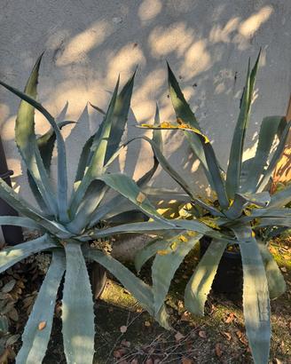 Piante grasse Agavi