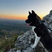 Akita americano maschio per monta