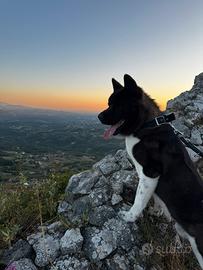 Akita americano maschio per monta